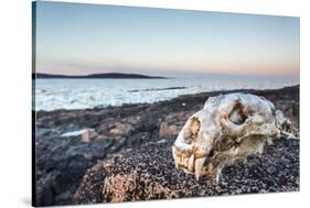 Polar Bear Skull, Hudson Bay, Nunavut, Canada-Paul Souders-Stretched Canvas