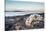 Polar Bear Skull, Hudson Bay, Nunavut, Canada-Paul Souders-Stretched Canvas