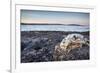 Polar Bear Skull, Hudson Bay, Nunavut, Canada-Paul Souders-Framed Photographic Print