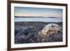 Polar Bear Skull, Hudson Bay, Nunavut, Canada-Paul Souders-Framed Photographic Print