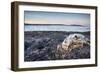 Polar Bear Skull, Hudson Bay, Nunavut, Canada-Paul Souders-Framed Photographic Print