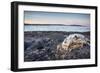 Polar Bear Skull, Hudson Bay, Nunavut, Canada-Paul Souders-Framed Photographic Print