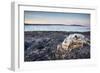 Polar Bear Skull, Hudson Bay, Nunavut, Canada-Paul Souders-Framed Photographic Print