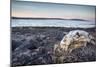 Polar Bear Skull, Hudson Bay, Nunavut, Canada-Paul Souders-Mounted Photographic Print