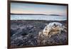 Polar Bear Skull, Hudson Bay, Nunavut, Canada-Paul Souders-Framed Photographic Print