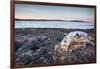 Polar Bear Skull, Hudson Bay, Nunavut, Canada-Paul Souders-Framed Photographic Print
