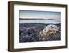 Polar Bear Skull, Hudson Bay, Nunavut, Canada-Paul Souders-Framed Photographic Print