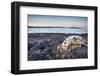 Polar Bear Skull, Hudson Bay, Nunavut, Canada-Paul Souders-Framed Photographic Print