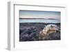 Polar Bear Skull, Hudson Bay, Nunavut, Canada-Paul Souders-Framed Photographic Print