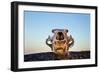 Polar Bear Skull, Hudson Bay, Nunavut, Canada-Paul Souders-Framed Photographic Print