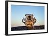 Polar Bear Skull, Hudson Bay, Nunavut, Canada-Paul Souders-Framed Photographic Print