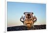 Polar Bear Skull, Hudson Bay, Nunavut, Canada-Paul Souders-Framed Photographic Print