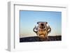 Polar Bear Skull, Hudson Bay, Nunavut, Canada-Paul Souders-Framed Photographic Print