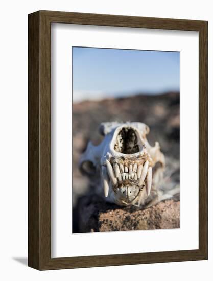 Polar Bear Skull, Hudson Bay, Nunavut, Canada-Paul Souders-Framed Photographic Print