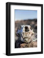 Polar Bear Skull, Hudson Bay, Nunavut, Canada-Paul Souders-Framed Photographic Print