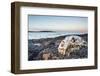 Polar Bear Skull, Hudson Bay, Nunavut, Canada-Paul Souders-Framed Photographic Print