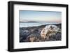 Polar Bear Skull, Hudson Bay, Nunavut, Canada-Paul Souders-Framed Photographic Print