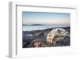 Polar Bear Skull, Hudson Bay, Nunavut, Canada-Paul Souders-Framed Photographic Print