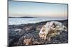 Polar Bear Skull, Hudson Bay, Nunavut, Canada-Paul Souders-Mounted Photographic Print