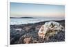 Polar Bear Skull, Hudson Bay, Nunavut, Canada-Paul Souders-Framed Photographic Print