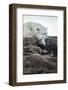 Polar Bear Sleeping along Hudson Bay, Nunavut, Canada-Paul Souders-Framed Photographic Print