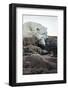 Polar Bear Sleeping along Hudson Bay, Nunavut, Canada-Paul Souders-Framed Photographic Print