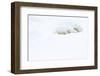 Polar bear sleeping in snow, Churchill, Canada-Danny Green-Framed Photographic Print