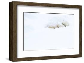 Polar bear sleeping in snow, Churchill, Canada-Danny Green-Framed Photographic Print