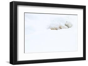 Polar bear sleeping in snow, Churchill, Canada-Danny Green-Framed Photographic Print