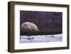 Polar Bear Sleeping on Riverbank-DLILLC-Framed Photographic Print