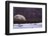 Polar Bear Sleeping on Riverbank-DLILLC-Framed Photographic Print