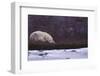 Polar Bear Sleeping on Riverbank-DLILLC-Framed Photographic Print