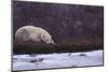 Polar Bear Sleeping on Riverbank-DLILLC-Mounted Photographic Print