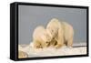 Polar Bear Sow with a 2-Year-Old Cub, Bernard Spit, ANWR, Alaska, USA-Steve Kazlowski-Framed Stretched Canvas