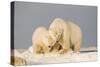 Polar Bear Sow with a 2-Year-Old Cub, Bernard Spit, ANWR, Alaska, USA-Steve Kazlowski-Stretched Canvas