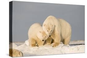 Polar Bear Sow with a 2-Year-Old Cub, Bernard Spit, ANWR, Alaska, USA-Steve Kazlowski-Stretched Canvas