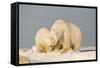 Polar Bear Sow with a 2-Year-Old Cub, Bernard Spit, ANWR, Alaska, USA-Steve Kazlowski-Framed Stretched Canvas