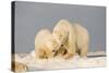 Polar Bear Sow with a 2-Year-Old Cub, Bernard Spit, ANWR, Alaska, USA-Steve Kazlowski-Stretched Canvas