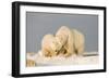 Polar Bear Sow with a 2-Year-Old Cub, Bernard Spit, ANWR, Alaska, USA-Steve Kazlowski-Framed Photographic Print