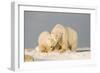 Polar Bear Sow with a 2-Year-Old Cub, Bernard Spit, ANWR, Alaska, USA-Steve Kazlowski-Framed Photographic Print