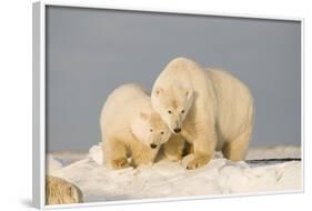 Polar Bear Sow with a 2-Year-Old Cub, Bernard Spit, ANWR, Alaska, USA-Steve Kazlowski-Framed Photographic Print