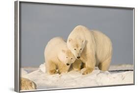 Polar Bear Sow with a 2-Year-Old Cub, Bernard Spit, ANWR, Alaska, USA-Steve Kazlowski-Framed Photographic Print