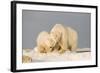 Polar Bear Sow with a 2-Year-Old Cub, Bernard Spit, ANWR, Alaska, USA-Steve Kazlowski-Framed Photographic Print