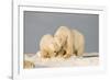 Polar Bear Sow with a 2-Year-Old Cub, Bernard Spit, ANWR, Alaska, USA-Steve Kazlowski-Framed Photographic Print