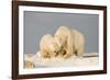 Polar Bear Sow with a 2-Year-Old Cub, Bernard Spit, ANWR, Alaska, USA-Steve Kazlowski-Framed Photographic Print