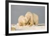 Polar Bear Sow with a 2-Year-Old Cub, Bernard Spit, ANWR, Alaska, USA-Steve Kazlowski-Framed Photographic Print