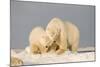 Polar Bear Sow with a 2-Year-Old Cub, Bernard Spit, ANWR, Alaska, USA-Steve Kazlowski-Mounted Photographic Print