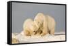 Polar Bear Sow with a 2-Year-Old Cub, Bernard Spit, ANWR, Alaska, USA-Steve Kazlowski-Framed Stretched Canvas