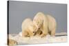 Polar Bear Sow with a 2-Year-Old Cub, Bernard Spit, ANWR, Alaska, USA-Steve Kazlowski-Stretched Canvas