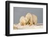 Polar Bear Sow with a 2-Year-Old Cub, Bernard Spit, ANWR, Alaska, USA-Steve Kazlowski-Framed Photographic Print